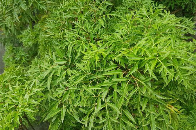 Lá đinh lăng: Có thật sự có tác dụng tốt cho sức khỏe?