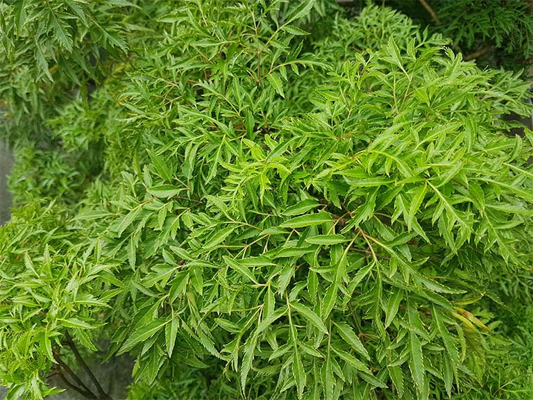 Lá đinh lăng: Có thật sự có tác dụng tốt cho sức khỏe?