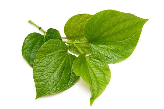 Bệnh gout: Loại lá giúp hỗ trợ hạ axit uric người bệnh nên ăn