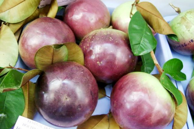 Vú Sữa: Loại trái cây rất tốt cho sức khỏe nhưng ít ai biết