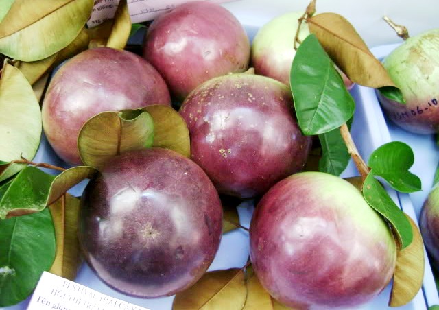 Vú Sữa: Loại trái cây rất tốt cho sức khỏe nhưng ít ai biết