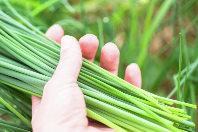 ​Những lợi ích tuyệt vời của “Lá hẹ” đối với sinh lý và tuyến tiền liệt nam giới