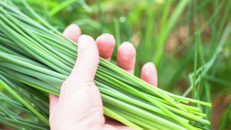 ​Những lợi ích tuyệt vời của “Lá hẹ” đối với sinh lý và tuyến tiền liệt nam giới