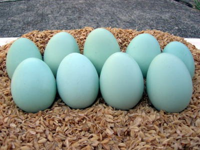 Đĩa trứng gà vỏ xanh, trắng và nâu — so sánh trứng gà vỏ xanh với các loại trứng khác