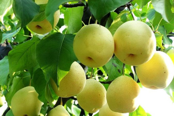 Ăn lê mỗi ngày mang lại lợi ích gì cho đường huyết, tim mạch và hệ hô hấp?