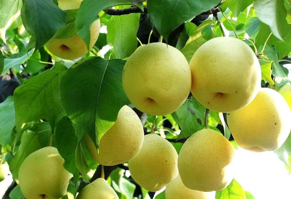 Ăn lê mỗi ngày mang lại lợi ích gì cho đường huyết, tim mạch và hệ hô hấp?
