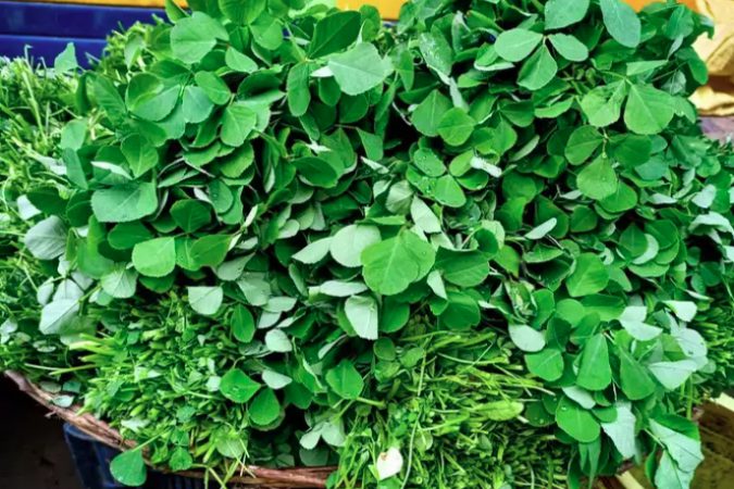 Cỏ cà ri – Thảo dược có mùi thơm đặc trưng giúp bồi bổ sức khỏe và trẻ hóa cơ thể
