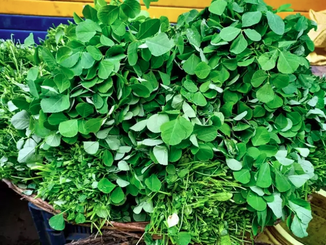 Cỏ cà ri – Thảo dược có mùi thơm đặc trưng giúp bồi bổ sức khỏe và trẻ hóa cơ thể