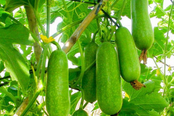 Quả Bí Đao: Loại quả bình dân nhưng sở hữu lợi ích “vàng” cho vóc dáng và tim mạch