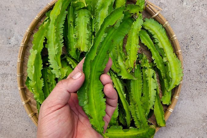 Loại quả dân dã ăn sống hay nấu chín đều ngon: Bí quyết dưỡng xương khớp, tăng đề kháng của người Việt