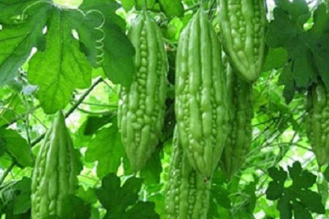 Uống Nước Mướp Đắng Mỗi Ngày: Lợi Ích Bất Ngờ Và Những Hiểm Họa Khi Lạm Dụng