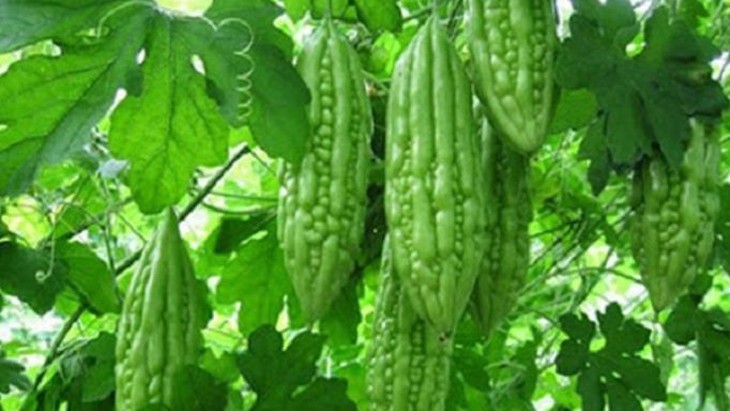 Cốc nước ép mướp đắng tươi giúp giải đáp uống nước mướp đắng mỗi ngày có tốt không