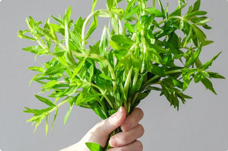 Rau ngổ tươi trong vườn — tìm hiểu tác dụng của rau ngổ với sức khỏe