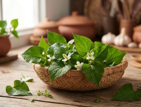 Rau diếp cá: Công dụng và cách dùng